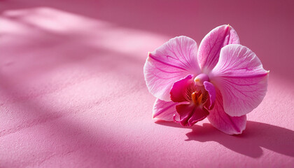 Plakat Pink orchid flower on soft pink background, International Women's Day March 8 