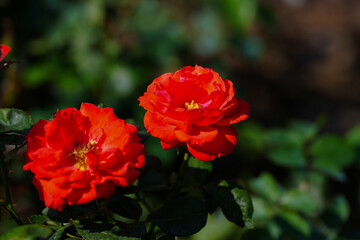 red rose flower blossom in the garden