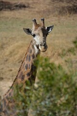 
This image shows a close-up of a giraffe in a natural environment. The giraffe is facing the camera, with its long neck and characteristic spotted coat visible. 