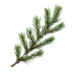 Green pine tree branch isolated on on transparent background