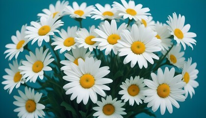 Un ramo de flores de margaritas blancas sobre un fondo azul verdoso