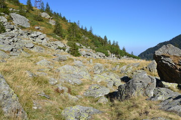 This photo captures a scenic mountain slope scattered with mossy rocks and patches of dry grass, surrounded by dense evergreen trees under a clear blue sky. Nature in its raw beauty.