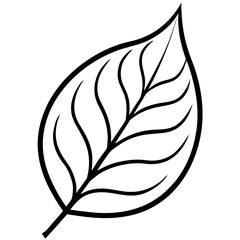 Clean Leaf Illustration Vector