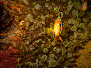 Clownfish is peaking out from its home in a stinging sea anemone. Picture from Puerto Galera,...