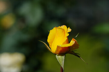  yellow rose flower blossom in the garden