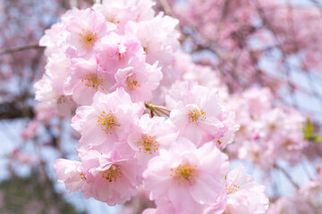 満開のピンク色の桜の花と春の陽射し