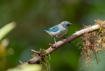 Obraz premium Blue Grey Tanager