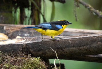 Blue Winged Mountain Tanager