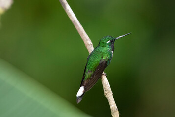 Fototapeta premium Purple Bibbed Whitetip