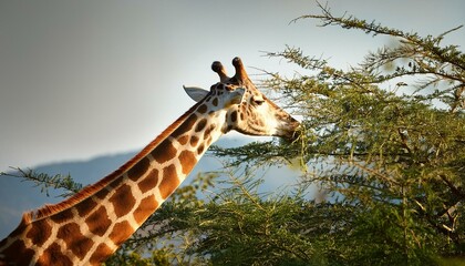 Obraz premium Their long necks and unique patterns make giraffes truly remarkable