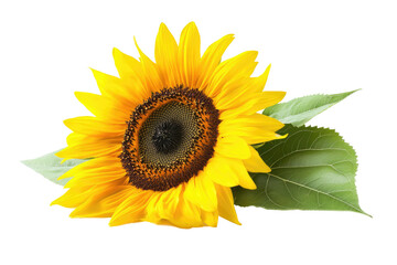 Obraz premium Sunflower blooming with transparent png background nature photography bright environment vibrant viewpoint