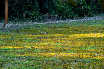 The greater adjutant stork also known as the hargila in a wetland of Assam India 1