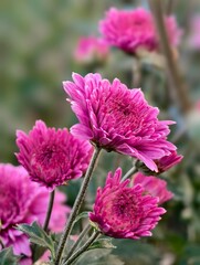 close up of pink flower