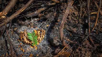 A heart-shaped dry leaf and a fresh leaf in the center among the ashes and remains of a tree destroyed by a fire. Concept of conservation of nature and environment
