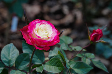 pink rose flower blossom in the garden