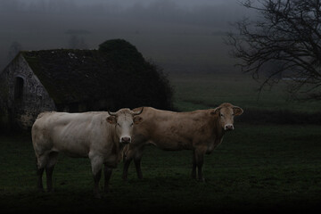 Boeufs dans le brouillard en Normandie