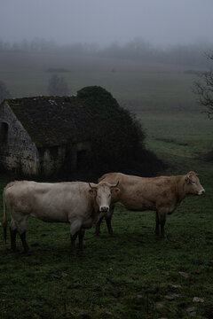 Boeufs devant une vieille masure abandonn&eacute;e en Normandie France