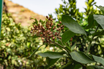 Nicotiana tabacum plant with brown blossom. Fresh tabacco tree leaves ready to dry
