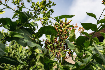 Nicotiana tabacum plant with brown blossom. Fresh tabacco tree leaves ready to dry