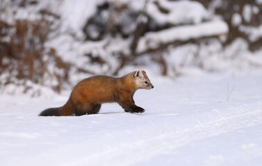 Pine Marten in the Snow