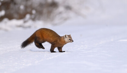 Pine Marten in the Snow