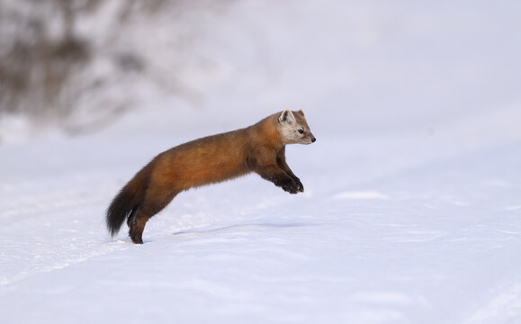 Pine Marten in the Snow