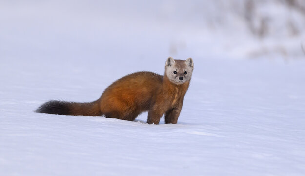 Pine Marten in the Snow