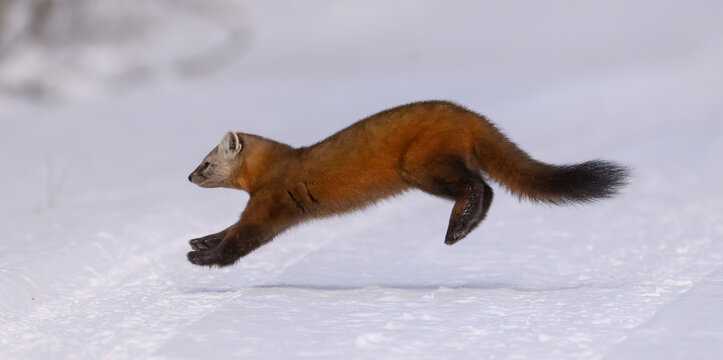 Pine Marten in the Snow