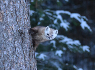 Pine Marten in the Snow