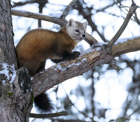 Pine Marten in the Snow