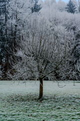 Ein mit Raureif bedeckter Apfelbaum