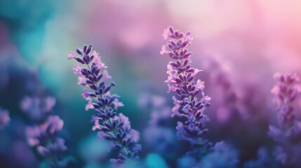 A close-up of lavender flowers in soft, dreamy colors.