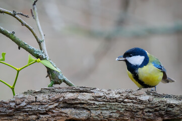 Great tit with a seed in its beak sitting on a tree branch