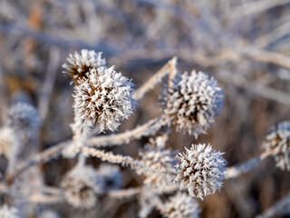 Winter slender cardoons (Dipsacus strigosus) covered with hoarfrost.