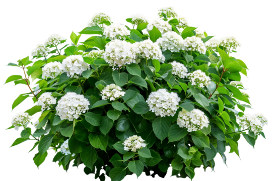 Spectacular Hydrangea Shrubs with Round Clusters of Colorful Flowers isolated on transparent background