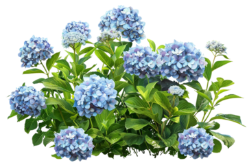 Hydrangeas with Full, Round Blooms Creating a Beautiful Floral Display isolated on transparent background