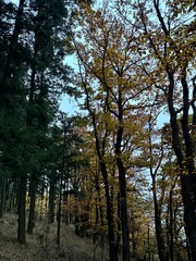 Fototapeta premium trees in autumn