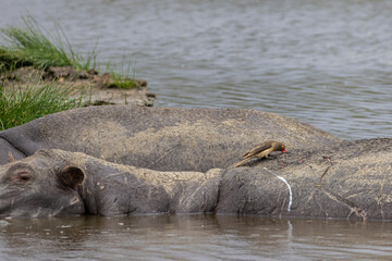 Fototapeta premium Hippo (Hippopotamus) sleeping with Red-billed oxpecker (Buphagus erythrorhynchus) cleaning their skin during the day in a large pool in Serengeti in Tanzania East Africa