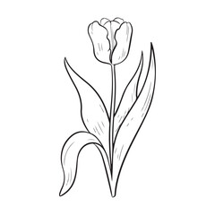 Obraz premium Hand-Drawn Botanical Tulip Outline.