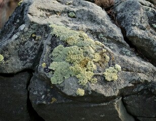 Gray Stone Texture with Natural Patterns for Design and Decoration