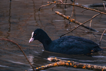 Bl&auml;sshuhn beim suchen nach Futter im See zwischen Schwemmholz und Baumstamm