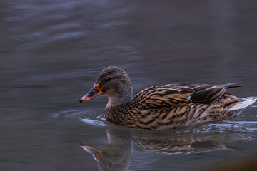 Stockente beim Schwimmen auf einem See im Winter