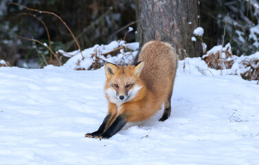 Red Fox in Winter