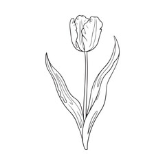 Stylish Botanical Tulip Line Artwork.