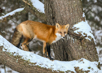 Red Fox in Winter