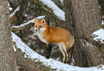 Red Fox in Winter