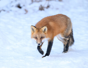 Obraz premium Red Fox in Winter
