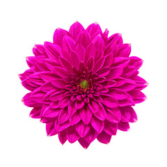 Pink flower on a white background vector illustration (1)