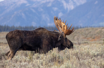 Bull Moose in the rut in Autumn in Grand Teton National Park Wyoming