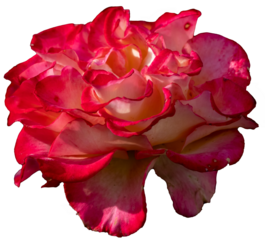 Fleur rose  rose et blanche en gros plan détouré sur fond transparent.